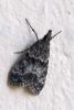 Eudonia mercurella